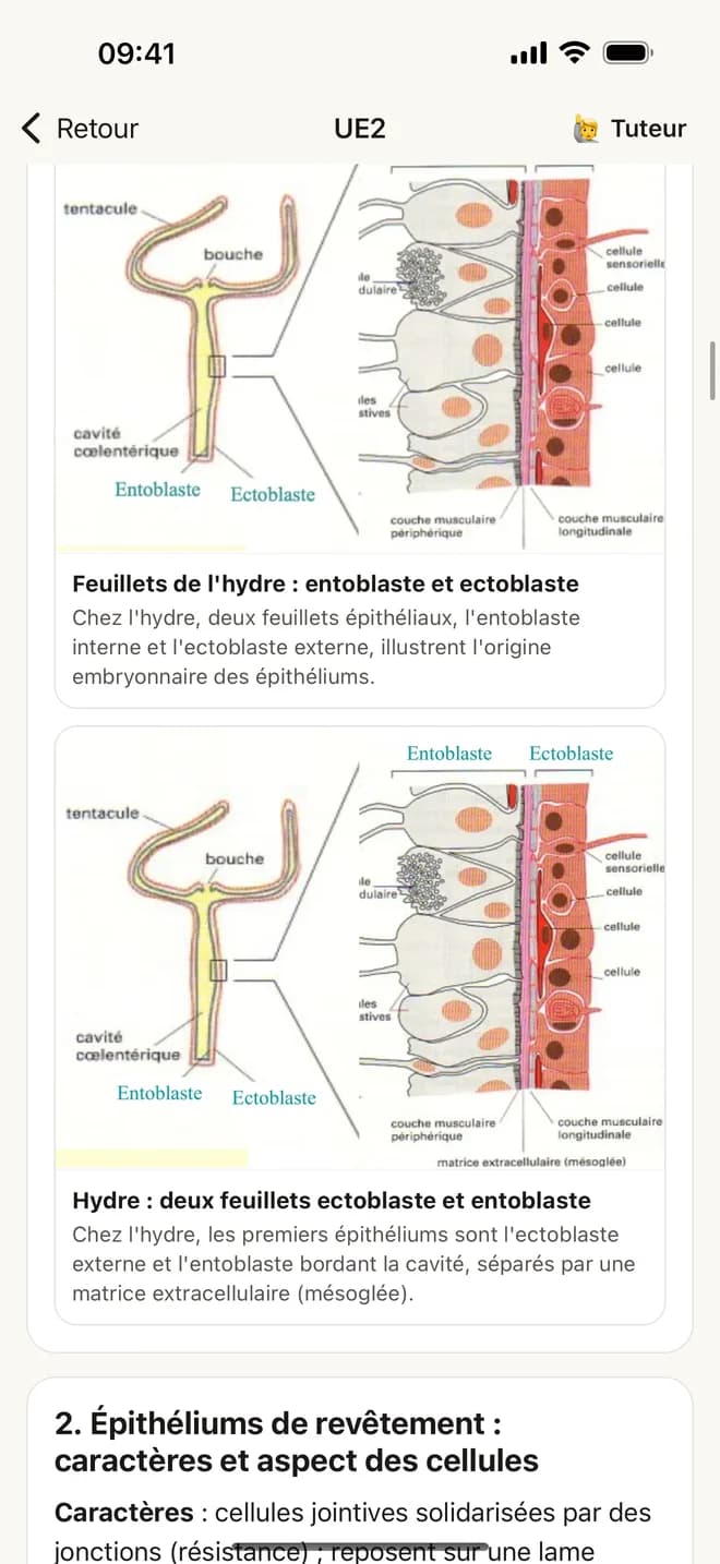 Fiche de cours illustrée